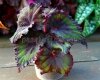 Begonia DS-FORESTRY